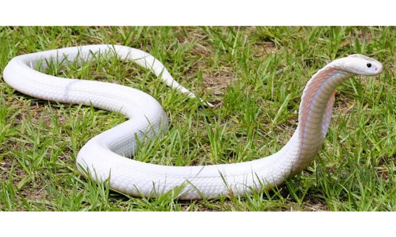 Giấc mơ thấy rắn trắng có ý nghĩa gì?